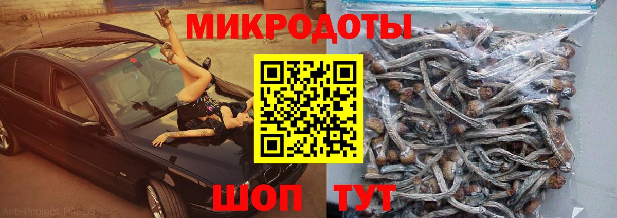 Псилоцибиновые грибы прущие грибы  Вход с VPN  Бийск  Галлюциногенные грибы Psilocybe 